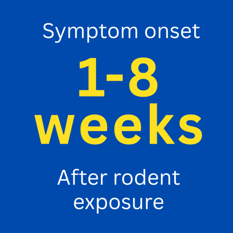 1-8 weeks of symptom onset after rodent exposure 
