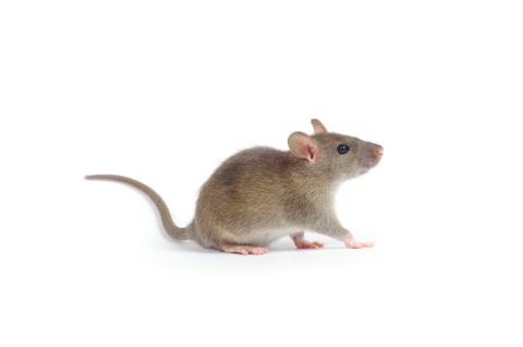 mouse