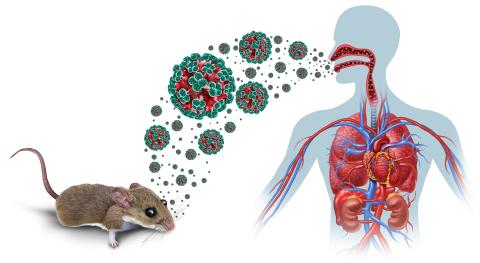 illustration of how hantavirus is contracted