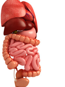 3D rendering of human organs