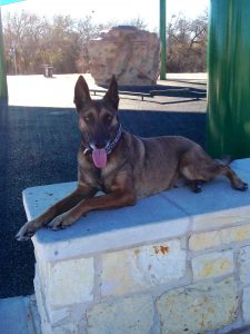 K9 from Pfluggerville, TX sitting on retaining wall.