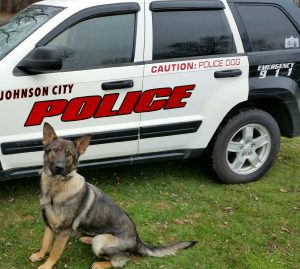 Partnered with Officer Daniel Gavin, 1.5 year old K9 Officer Anouk is the rookie of the Johnson City K9 unit.