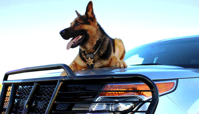 Koda K9 from Rooks County Sheriff's Office sitting on hood of police car.
